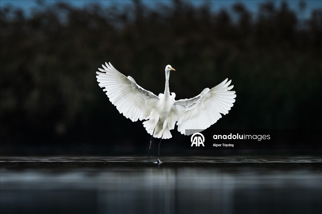 Uluabat Gölü’nde kışlayan balıkçıllar