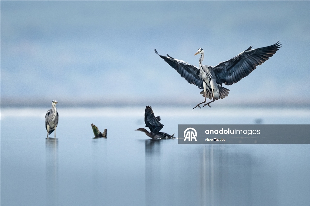 Uluabat Gölü’nde kışlayan balıkçıllar