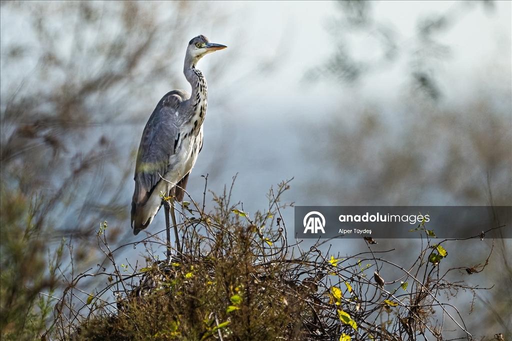 Uluabat Gölü’nde kışlayan balıkçıllar