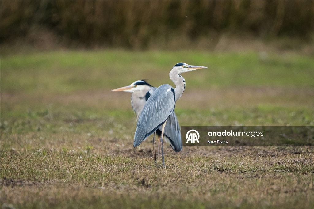 Uluabat Gölü’nde kışlayan balıkçıllar