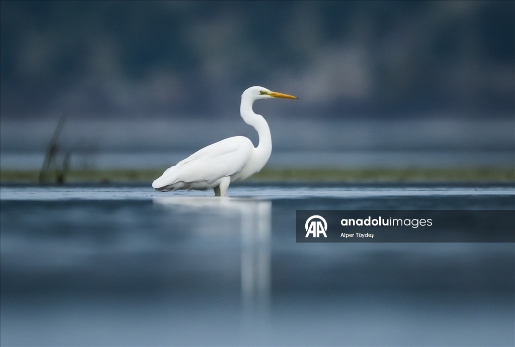 Uluabat Gölü’nde kışlayan balıkçıllar