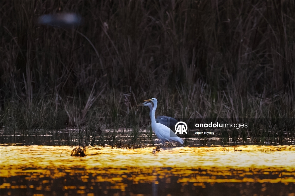 Uluabat Gölü’nde kışlayan balıkçıllar