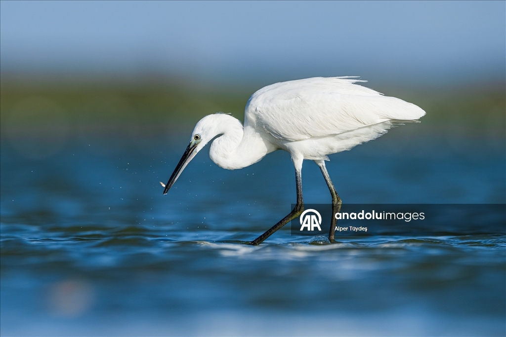Uluabat Gölü’nde kışlayan balıkçıllar