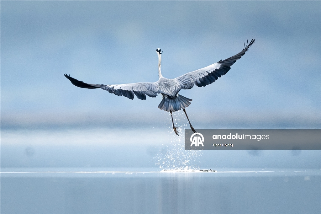 Uluabat Gölü’nde kışlayan balıkçıllar