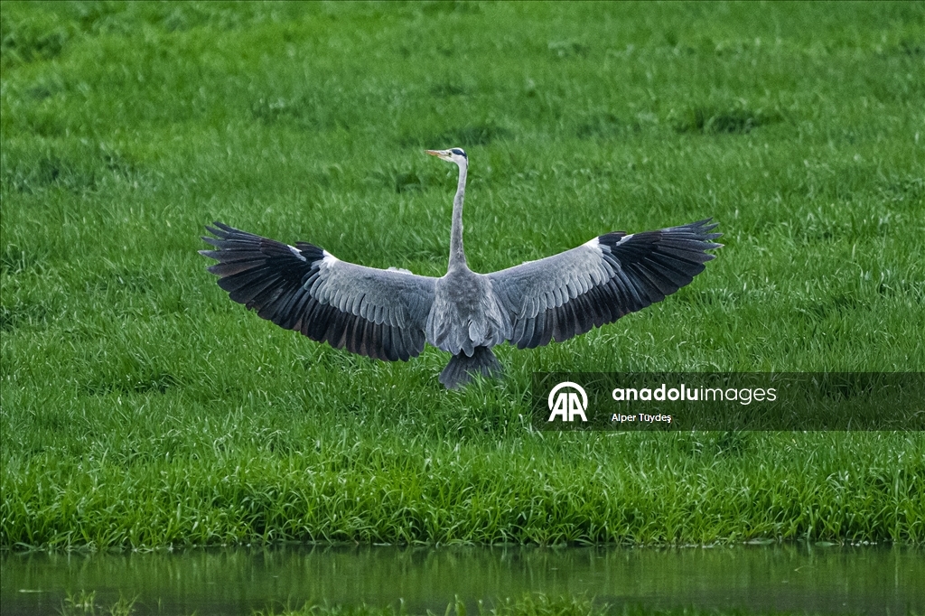 Uluabat Gölü’nde kışlayan balıkçıllar