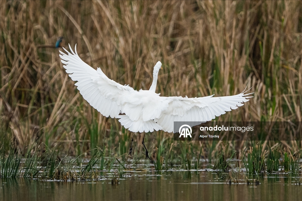Uluabat Gölü’nde kışlayan balıkçıllar