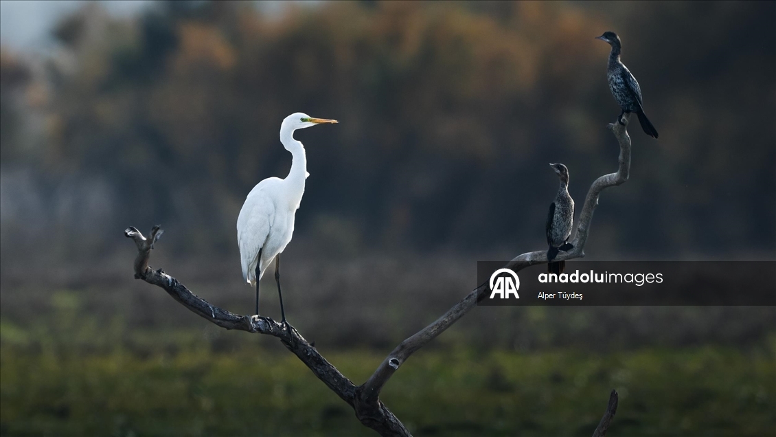 Uluabat Gölü’nde kışlayan balıkçıllar