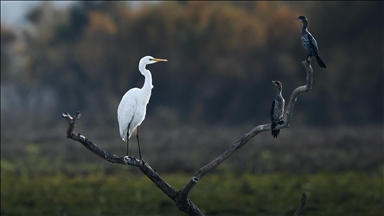Uluabat Gölü’nde kışlayan balıkçıllar