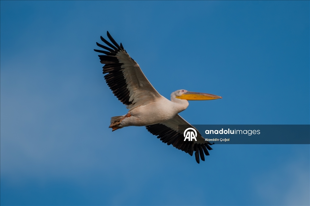 Çukurova Deltası kış aylarında da çok sayıda kuş türüne ev sahipliği yapıyor
