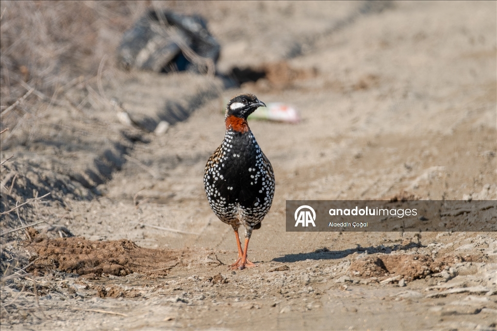 Çukurova Deltası kış aylarında da çok sayıda kuş türüne ev sahipliği yapıyor