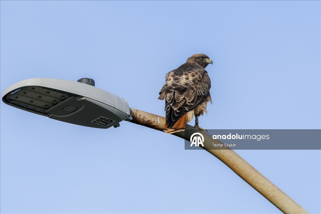 Парк Грейт-Хайвей – излюбленное место жителей Сан-Франциско