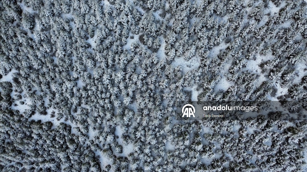 Kaş'ta karla kaplanan orman güzel görüntü oluşturdu