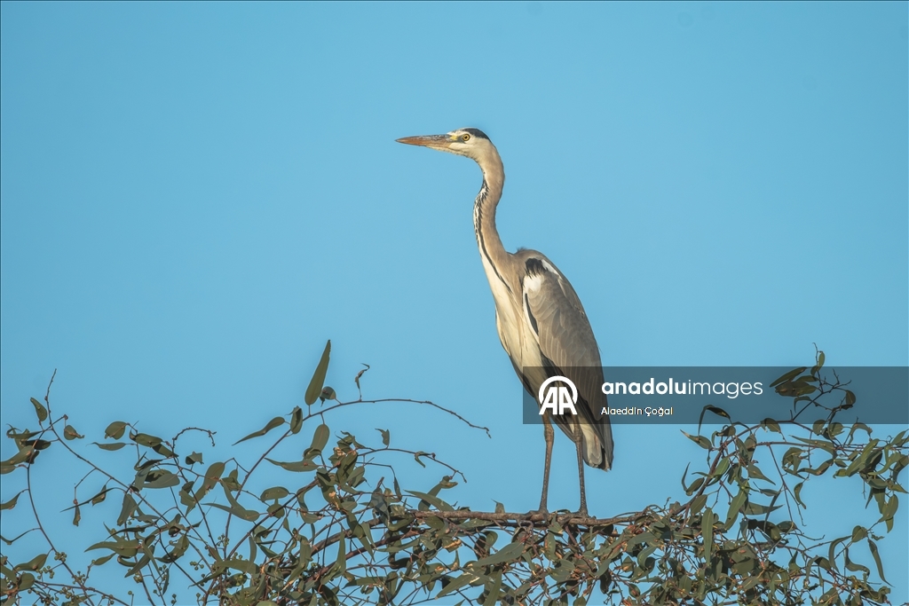 Çukurova Deltası kış aylarında da çok sayıda kuş türüne ev sahipliği yapıyor