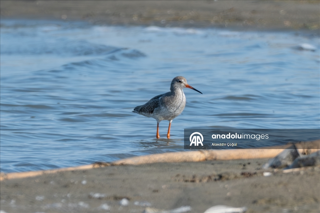 Çukurova Deltası kış aylarında da çok sayıda kuş türüne ev sahipliği yapıyor
