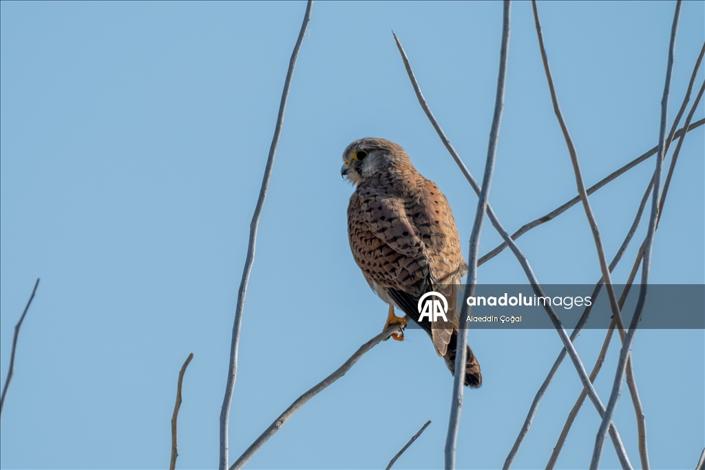 Çukurova Deltası kış aylarında da çok sayıda kuş türüne ev sahipliği yapıyor