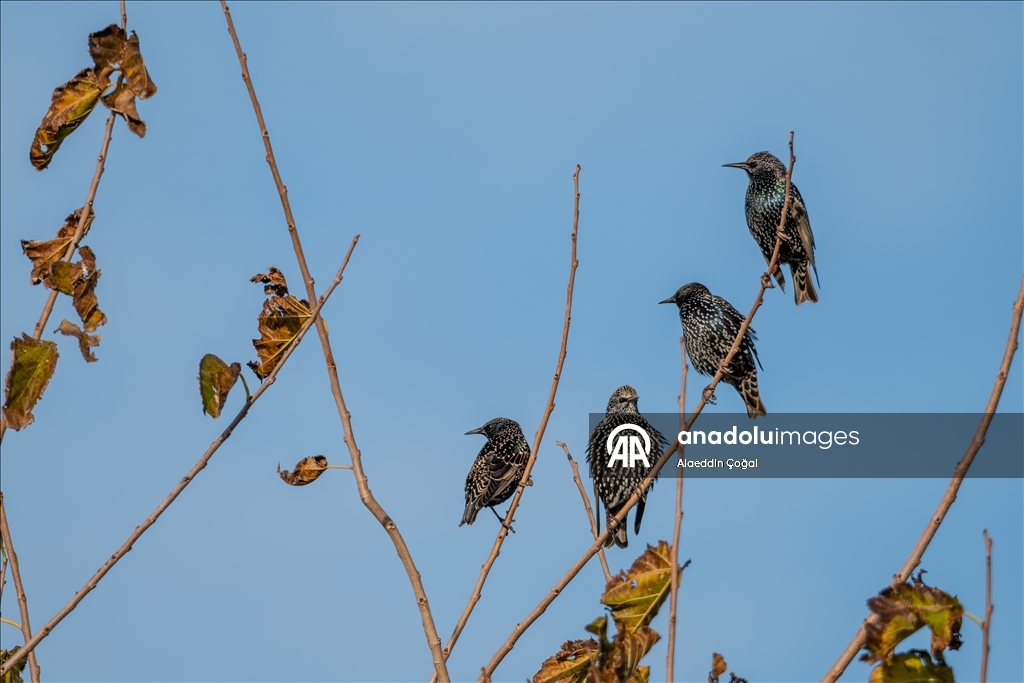 Çukurova Deltası kış aylarında da çok sayıda kuş türüne ev sahipliği yapıyor