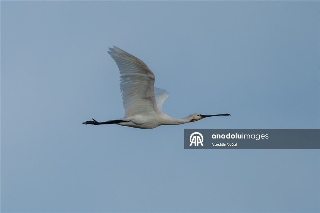 Çukurova Deltası kış aylarında da çok sayıda kuş türüne ev sahipliği yapıyor