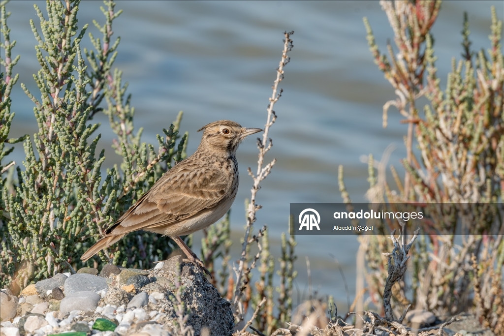 Çukurova Deltası kış aylarında da çok sayıda kuş türüne ev sahipliği yapıyor