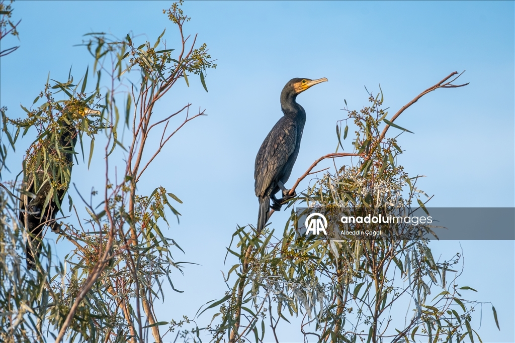Çukurova Deltası kış aylarında da çok sayıda kuş türüne ev sahipliği yapıyor