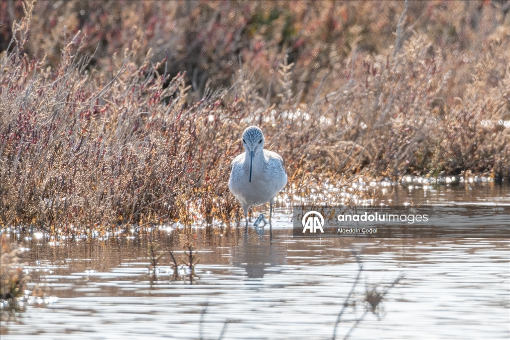 Çukurova Deltası kış aylarında da çok sayıda kuş türüne ev sahipliği yapıyor