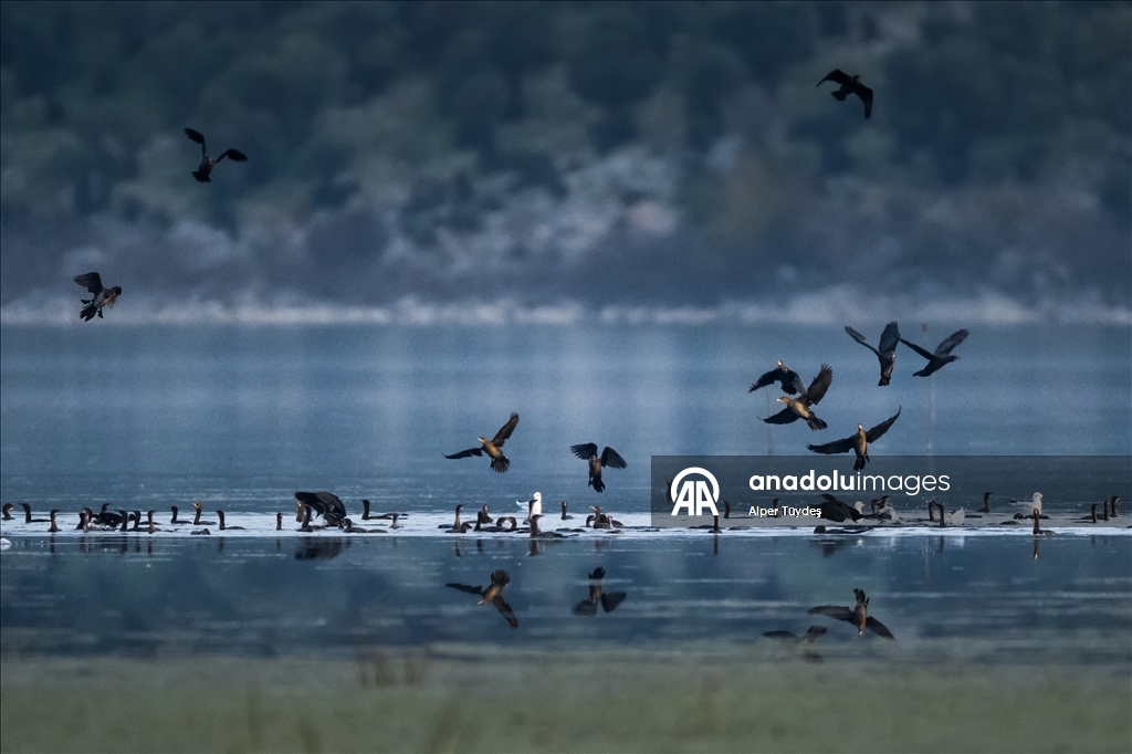 Pygmy cormorants of Lake Uluabat in Bursa, Turkiye