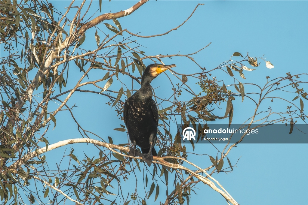 Çukurova Deltası kış aylarında da çok sayıda kuş türüne ev sahipliği yapıyor