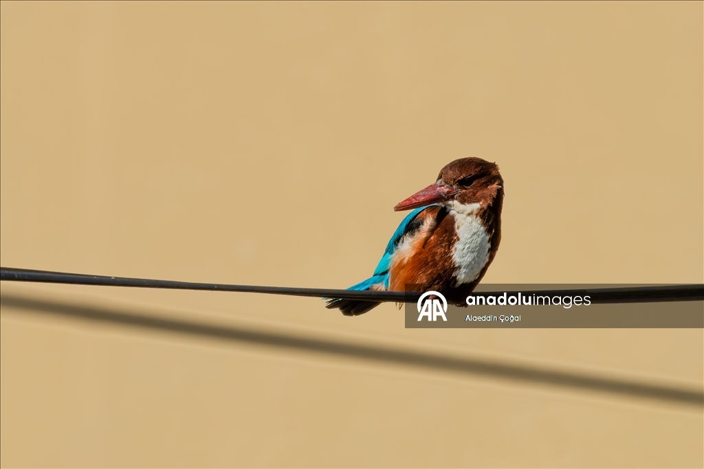 Çukurova Deltası kış aylarında da çok sayıda kuş türüne ev sahipliği yapıyor