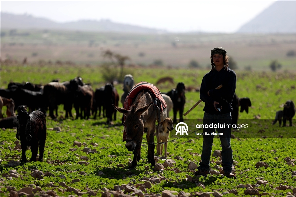 اعتداءات المستوطنين تهجر فلسطينيي "شلال العوجا" شرقي الضفة 
