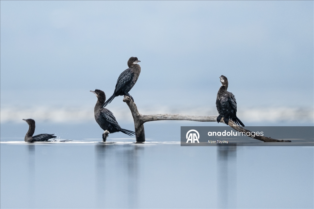 Pygmy cormorants of Lake Uluabat in Bursa, Turkiye