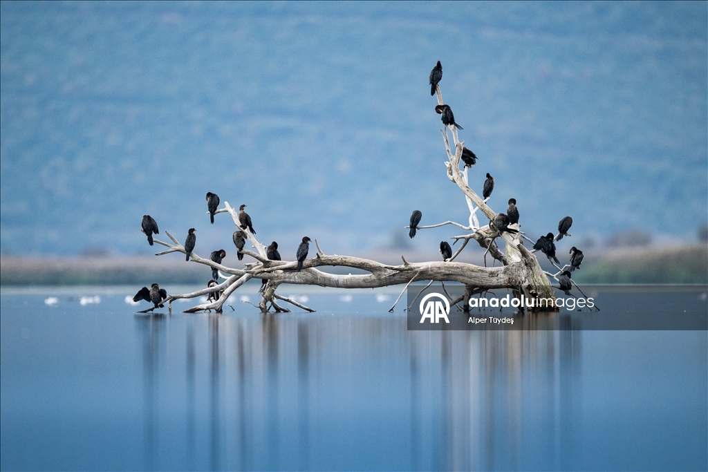 Pygmy cormorants of Lake Uluabat in Bursa, Turkiye