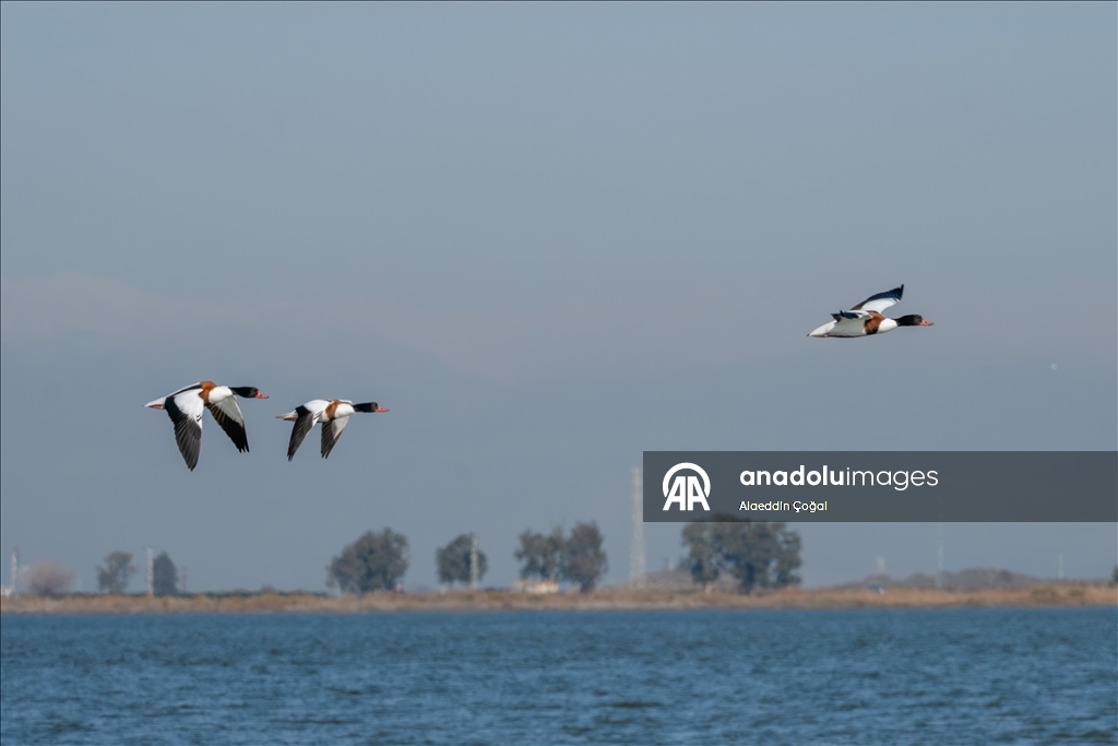 Çukurova Deltası kış aylarında da çok sayıda kuş türüne ev sahipliği yapıyor