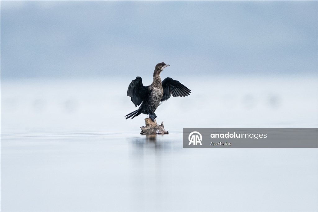 Pygmy cormorants of Lake Uluabat in Bursa, Turkiye