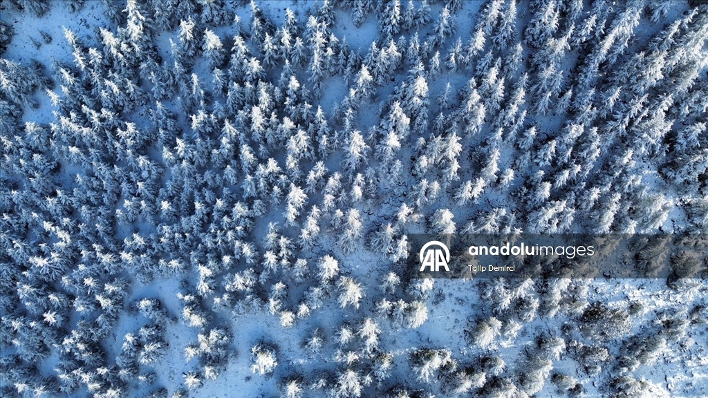 Kaş'ta karla kaplanan orman güzel görüntü oluşturdu