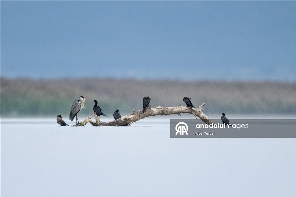 Pygmy cormorants of Lake Uluabat in Bursa, Turkiye