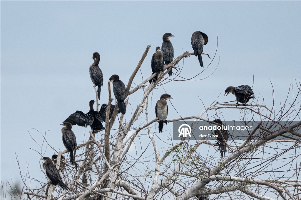 Pygmy cormorants of Lake Uluabat in Bursa, Turkiye