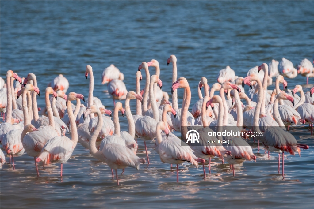 Çukurova Deltası kış aylarında da çok sayıda kuş türüne ev sahipliği yapıyor