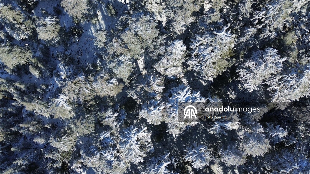 Kaş'ta karla kaplanan orman güzel görüntü oluşturdu