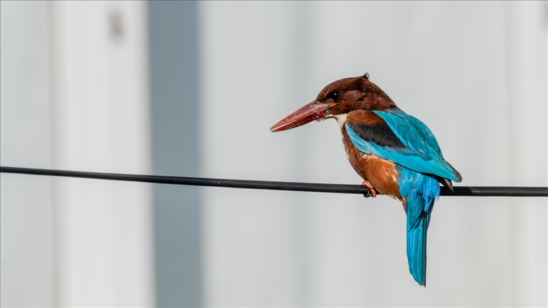 Çukurova Deltası kış aylarında da çok sayıda kuş türüne ev sahipliği yapıyor