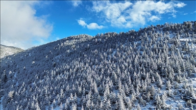 Kaş'ta karla kaplanan orman güzel görüntü oluşturdu