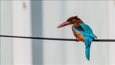 Çukurova Deltası kış aylarında da çok sayıda kuş türüne ev sahipliği yapıyor