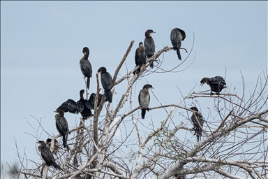 Pygmy cormorants of Lake Uluabat in Bursa, Turkiye