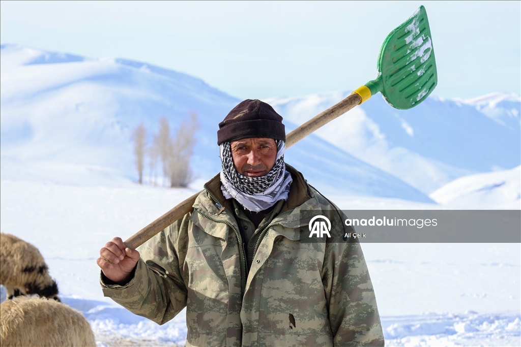 Van'da besiciler zorlu kış şartlarında hayvanlarının bakımını yapıyor