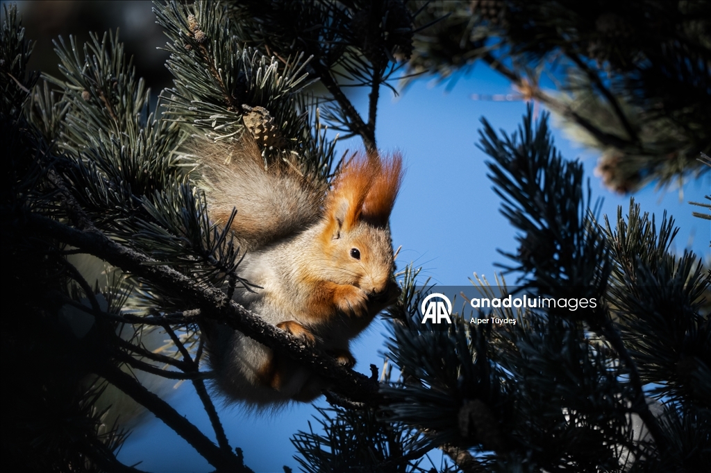 Kars’taki sarıçam ormanlarında kızıl sincapların kış mesaisi