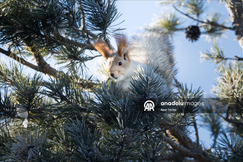 Kars’taki sarıçam ormanlarında kızıl sincapların kış mesaisi