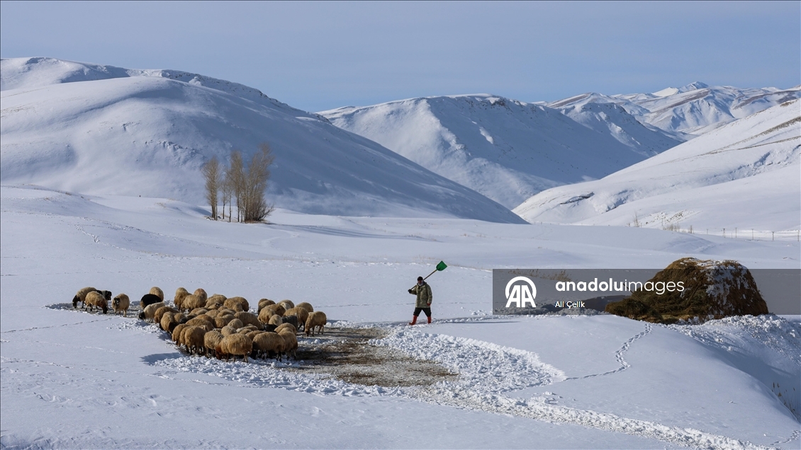 Van'da besiciler zorlu kış şartlarında hayvanlarının bakımını yapıyor