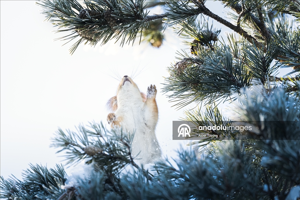 Kars’taki sarıçam ormanlarında kızıl sincapların kış mesaisi