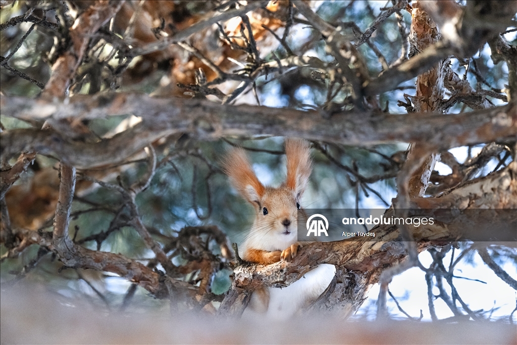 Kars’taki sarıçam ormanlarında kızıl sincapların kış mesaisi
