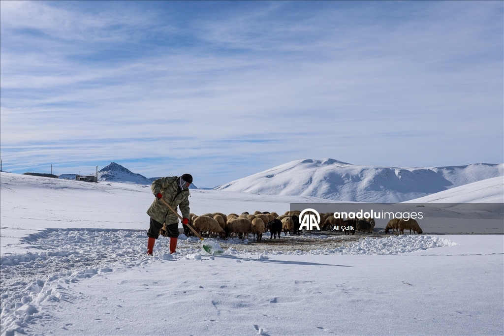 Van'da besiciler zorlu kış şartlarında hayvanlarının bakımını yapıyor