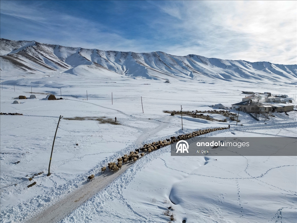 Van'da besiciler zorlu kış şartlarında hayvanlarının bakımını yapıyor