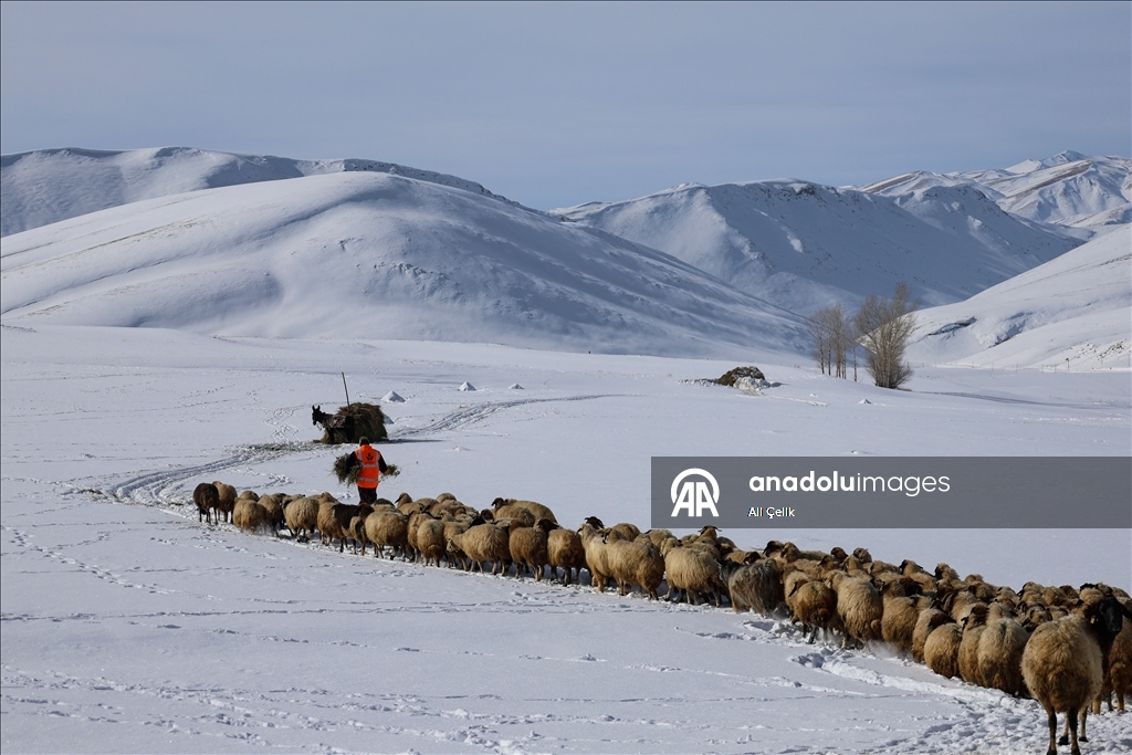 Van'da besiciler zorlu kış şartlarında hayvanlarının bakımını yapıyor